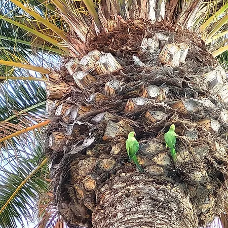 Sunnypalms Casa Mar 22 Nyaraló Playa del Inglés